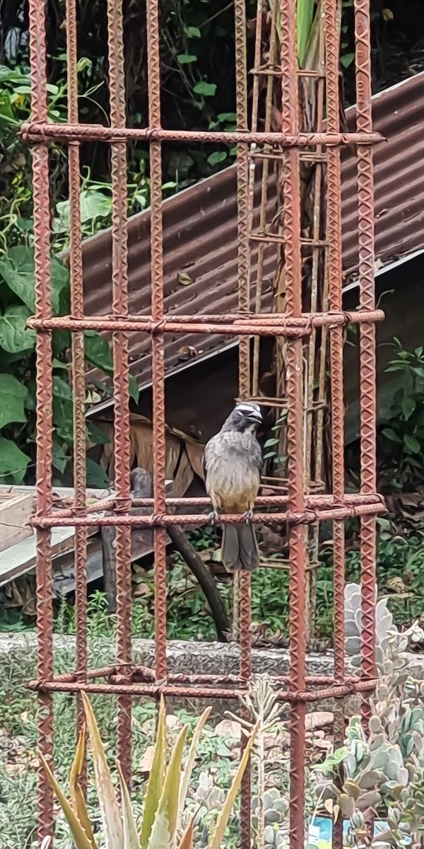 Cinnamon-bellied Saltator - ML631295954