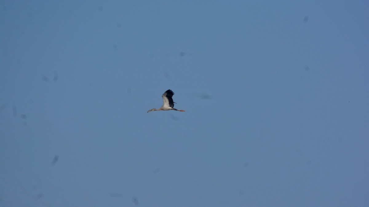 Asian Openbill - ML631295957