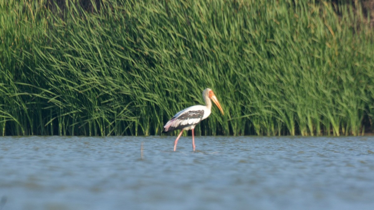Painted Stork - ML631295968