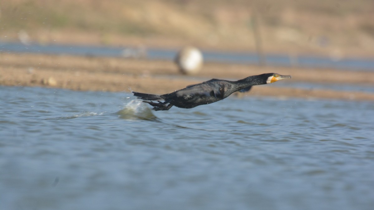 Great Cormorant - ML631295974