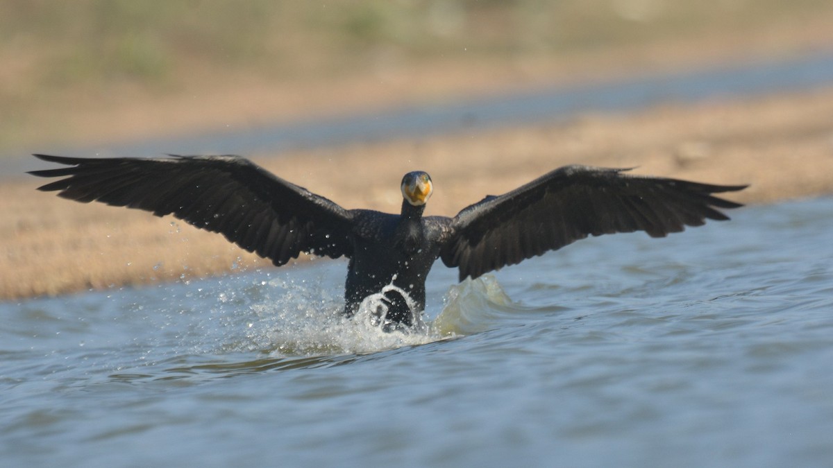 Great Cormorant - ML631295975