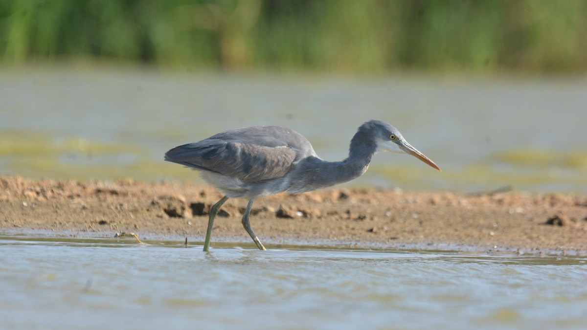 Western Reef-Heron - ML631295991