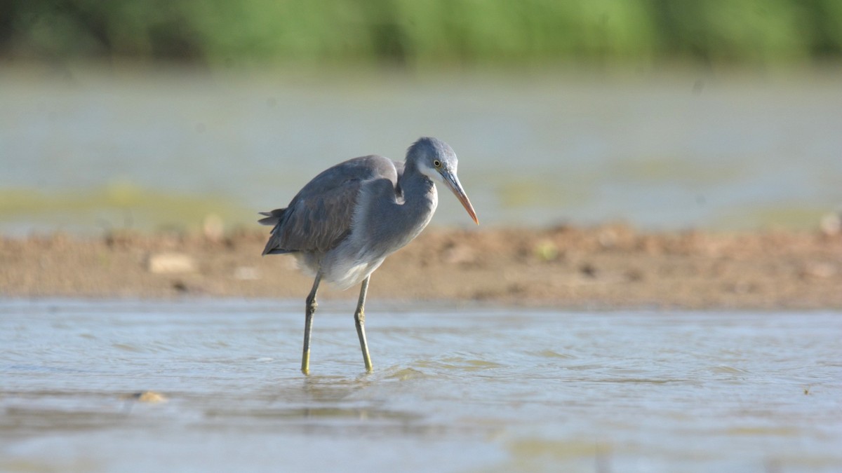 Western Reef-Heron - ML631295992