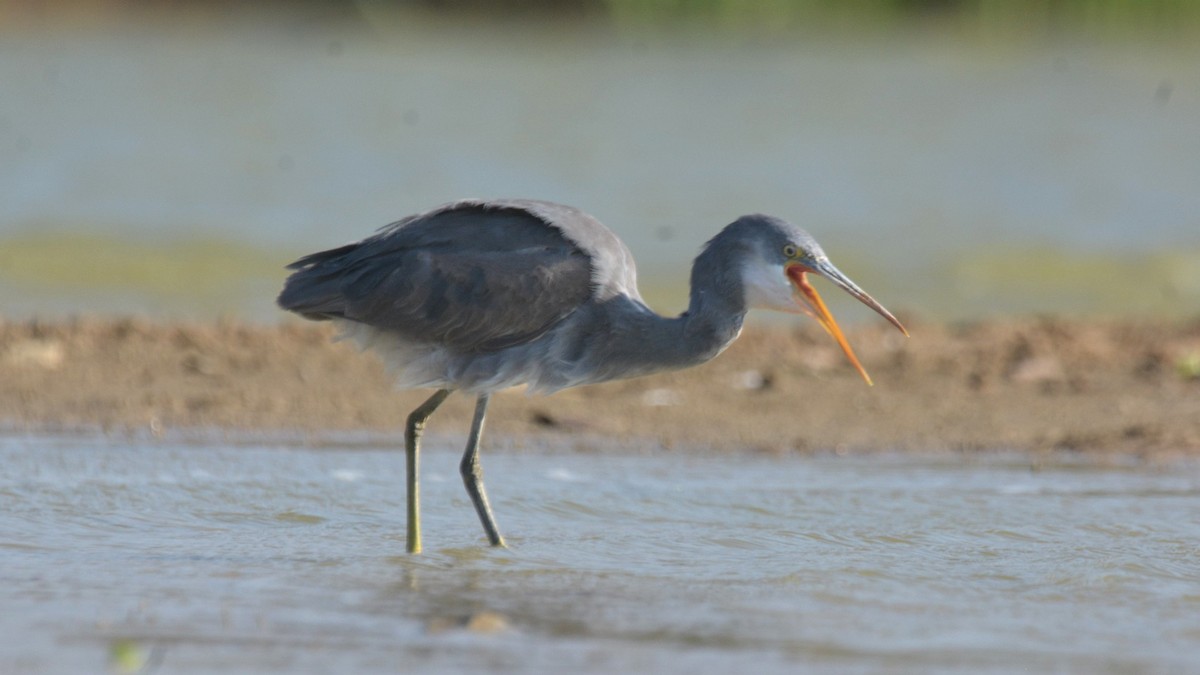 Western Reef-Heron - ML631295993