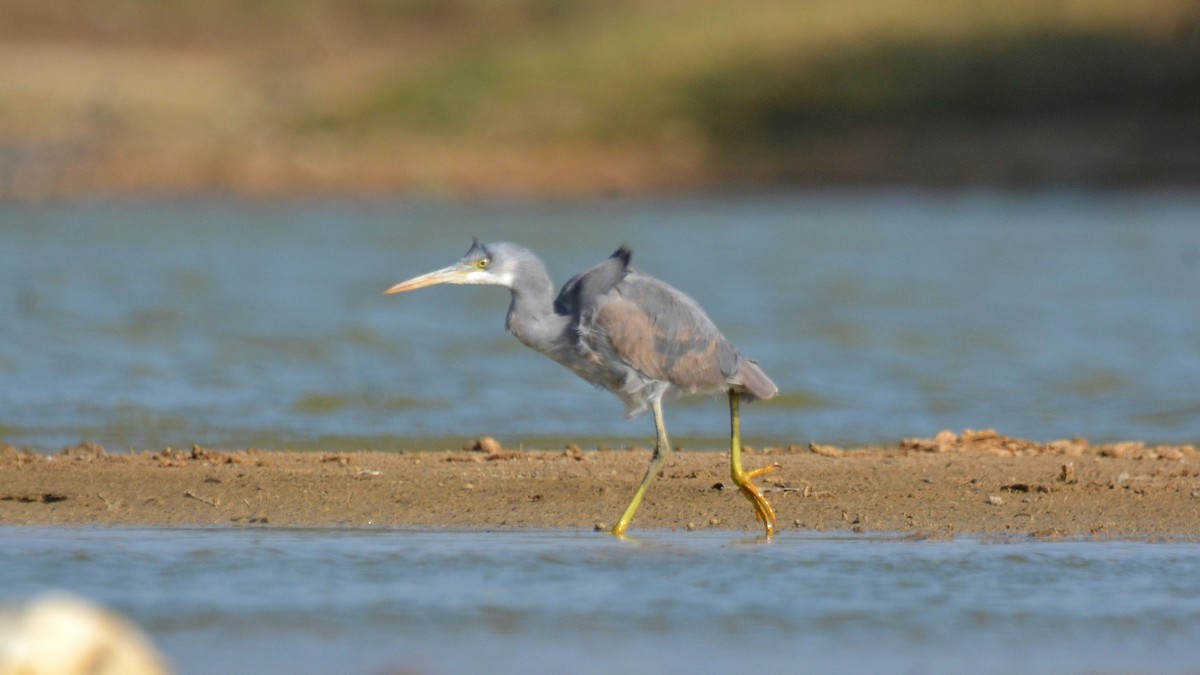 Western Reef-Heron - ML631295994