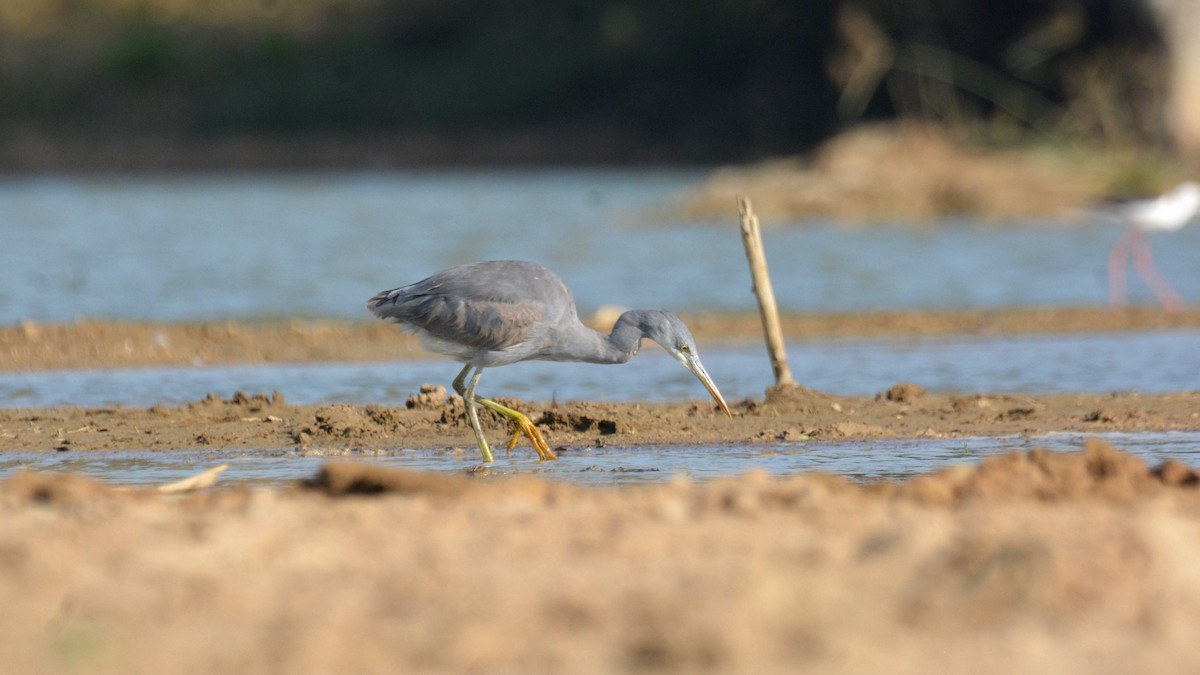 Western Reef-Heron - ML631295995