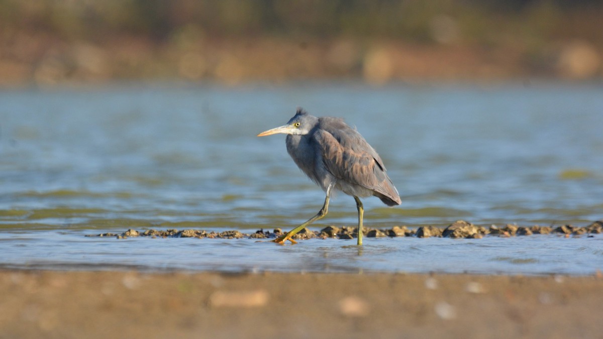 Western Reef-Heron - ML631295996