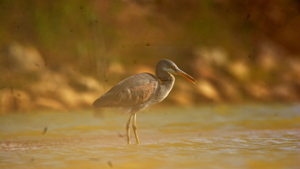 Western Reef-Heron - ML631295997