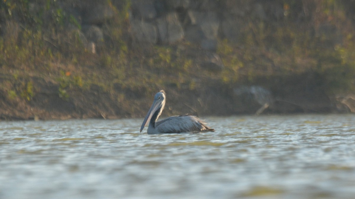 Spot-billed Pelican - ML631296016