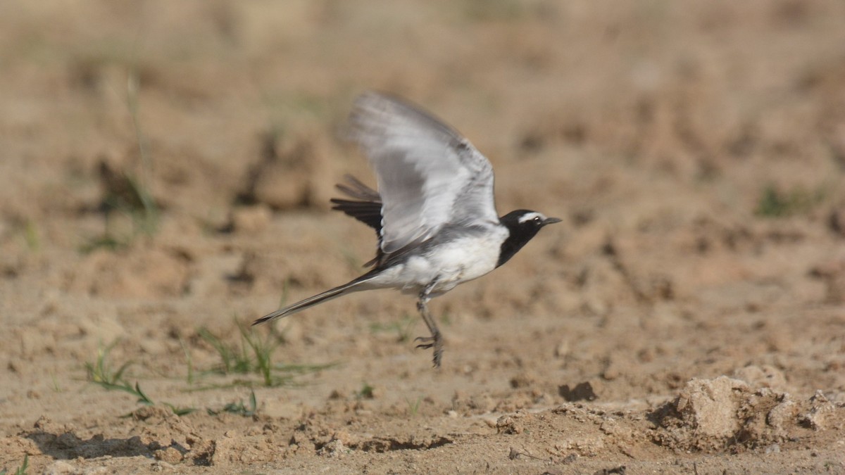 White-browed Wagtail - ML631296054