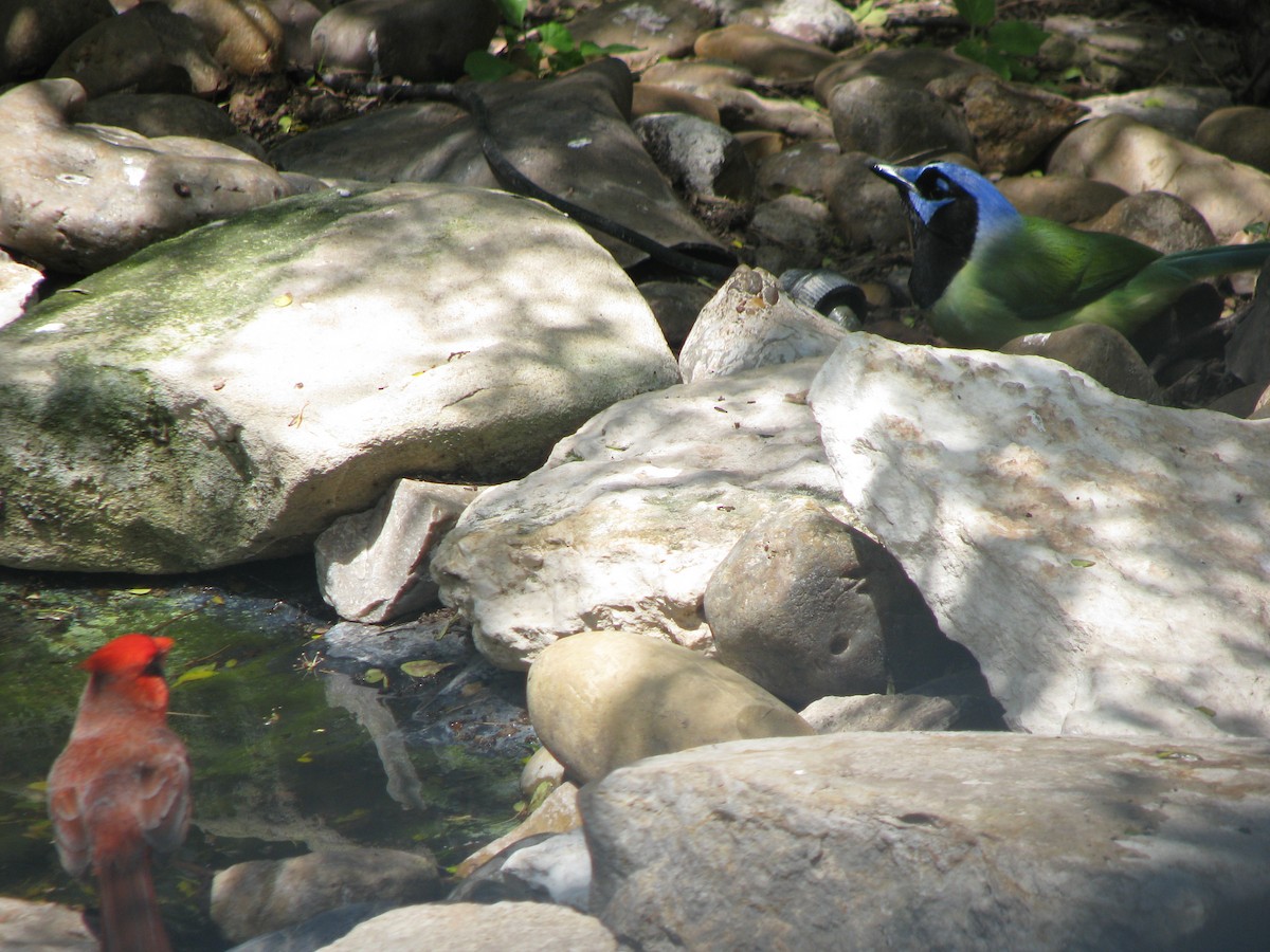 Northern Cardinal - ML631296162