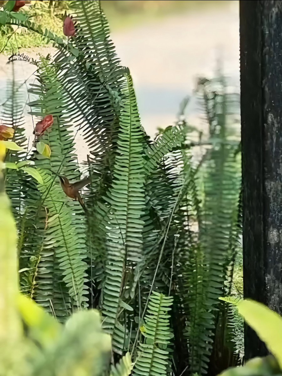 Stripe-throated Hermit - ML631296163