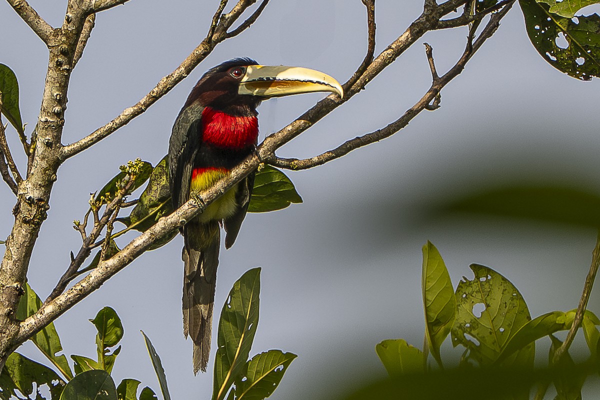 Ivory-billed Aracari - ML631296200