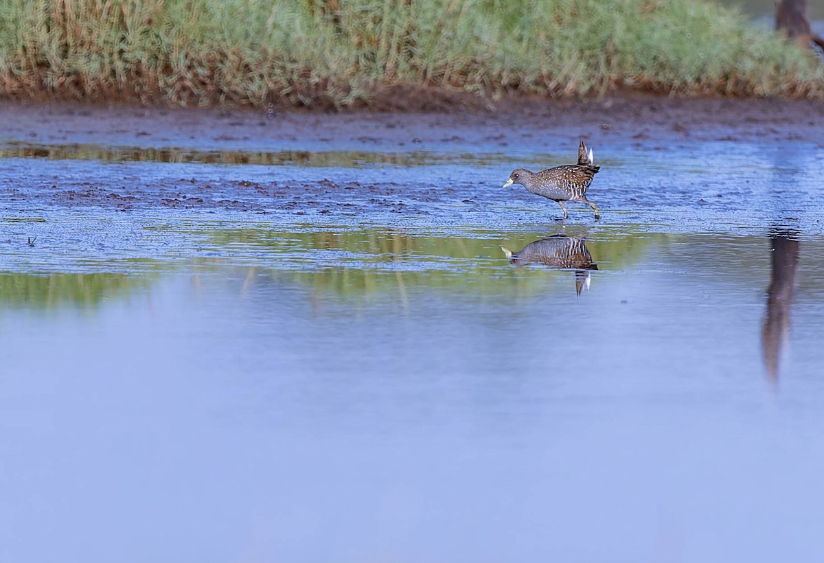 Australian Crake - ML631296229