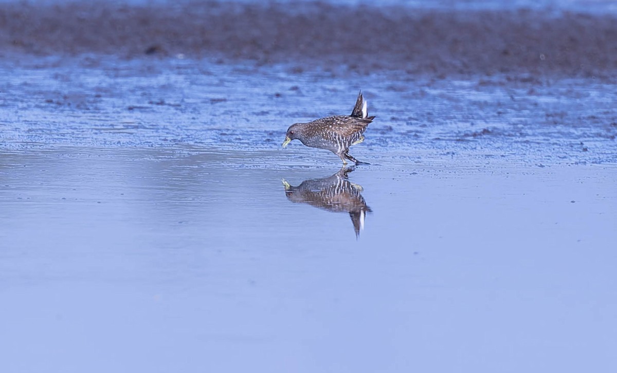 Australian Crake - ML631296230