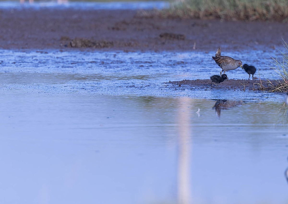 Australian Crake - ML631296231