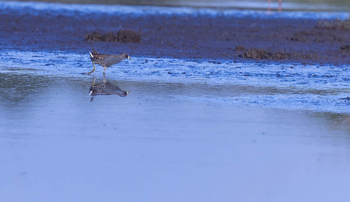Australian Crake - ML631296232