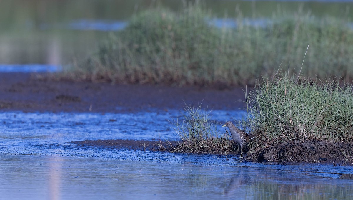 Australian Crake - ML631296236