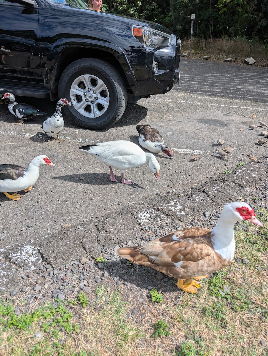 Snow Goose - ML631296264