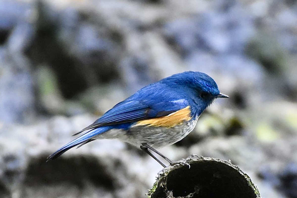 Himalayan Bluetail - ML631296294