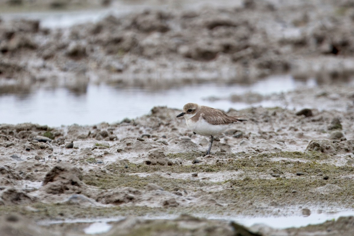 Siberian/Tibetan Sand-Plover - ML631296508
