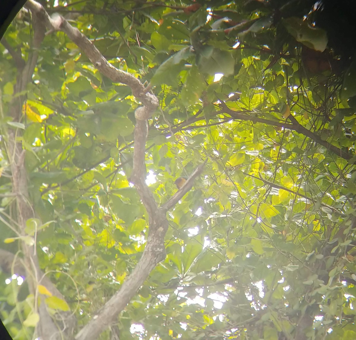 Black-naped Fruit-Dove - ML631296515