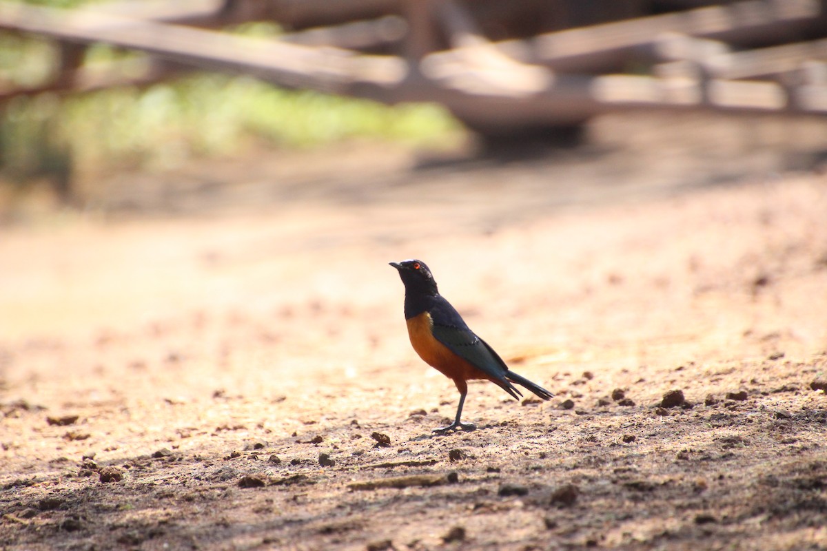 Hildebrandt's Starling - ML631296523