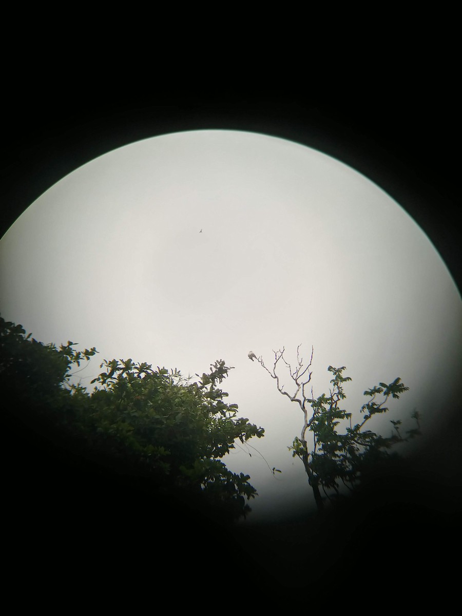 Pied Imperial-Pigeon - ML631296539