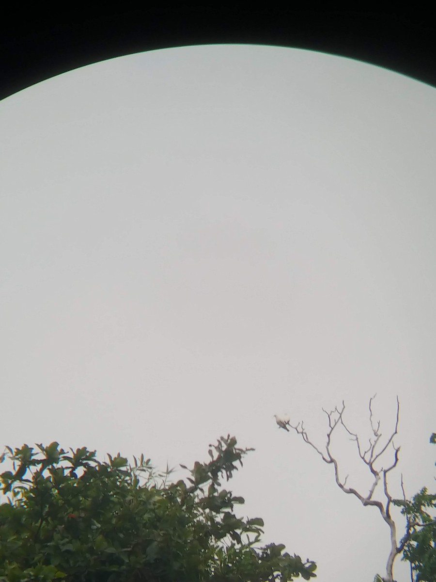 Pied Imperial-Pigeon - ML631296540