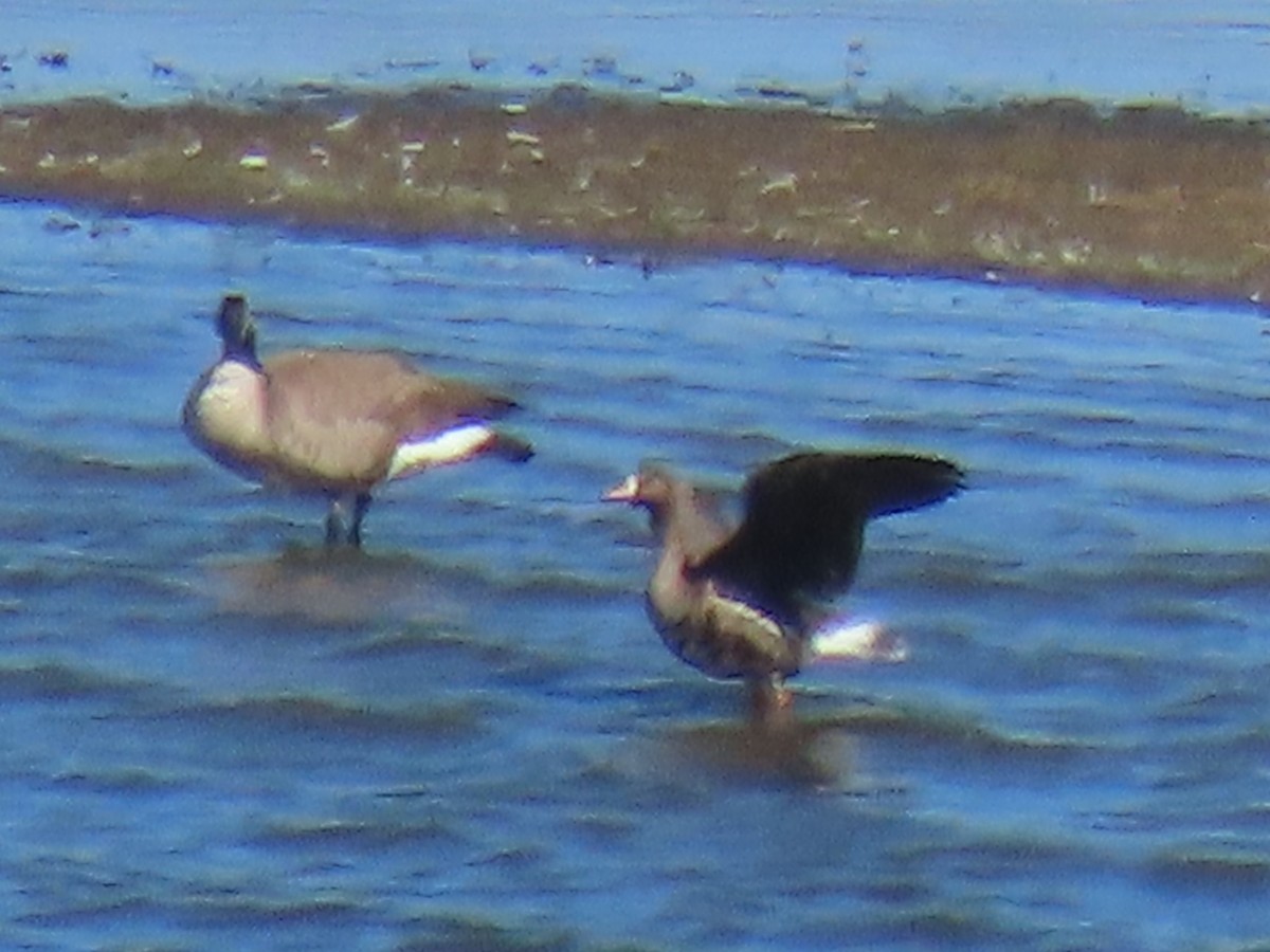 Greater White-fronted Goose - ML631296588