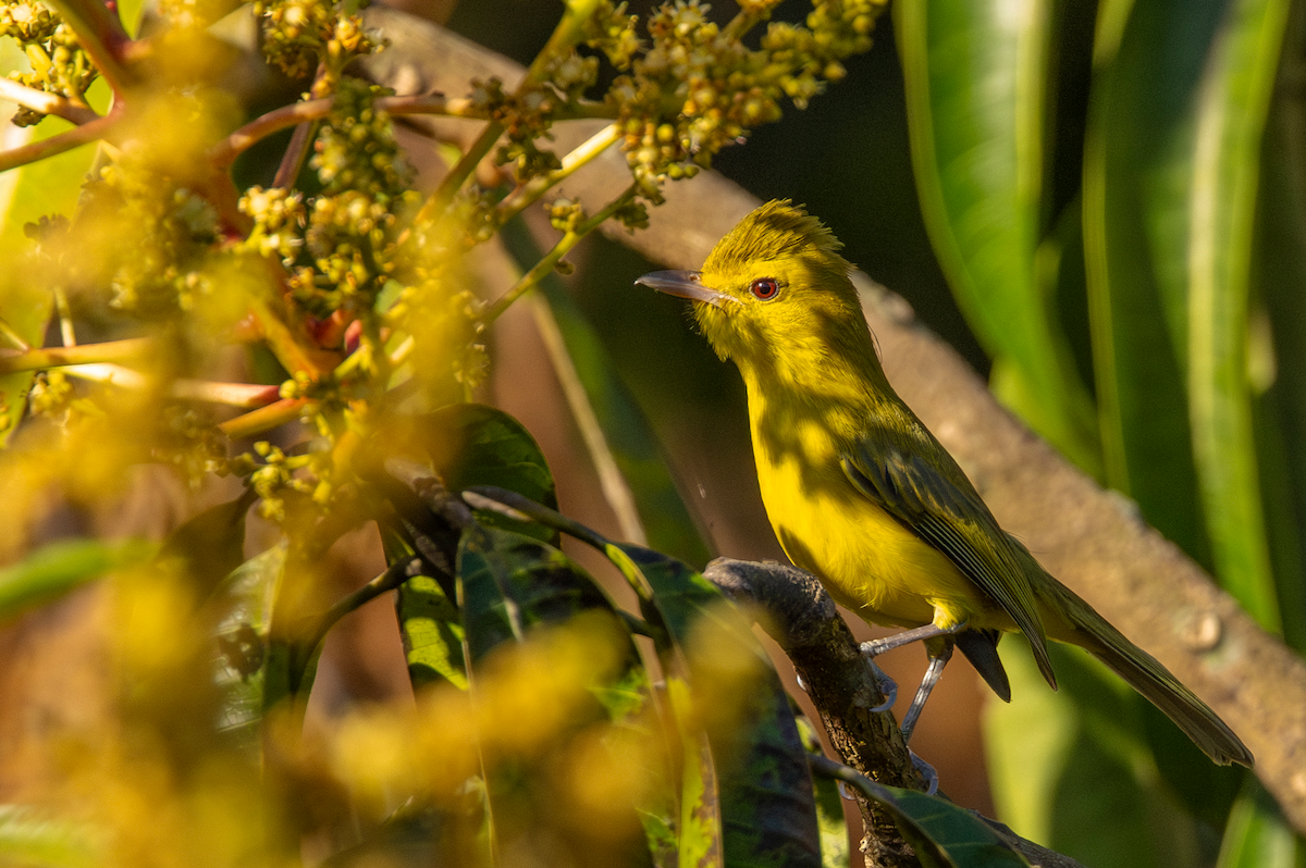 Goldbauchvireo - ML631297032