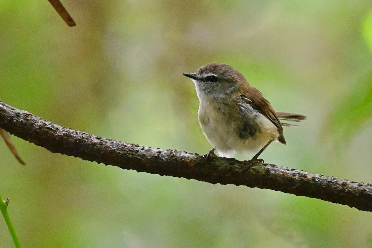 Brown Gerygone - ML631297064