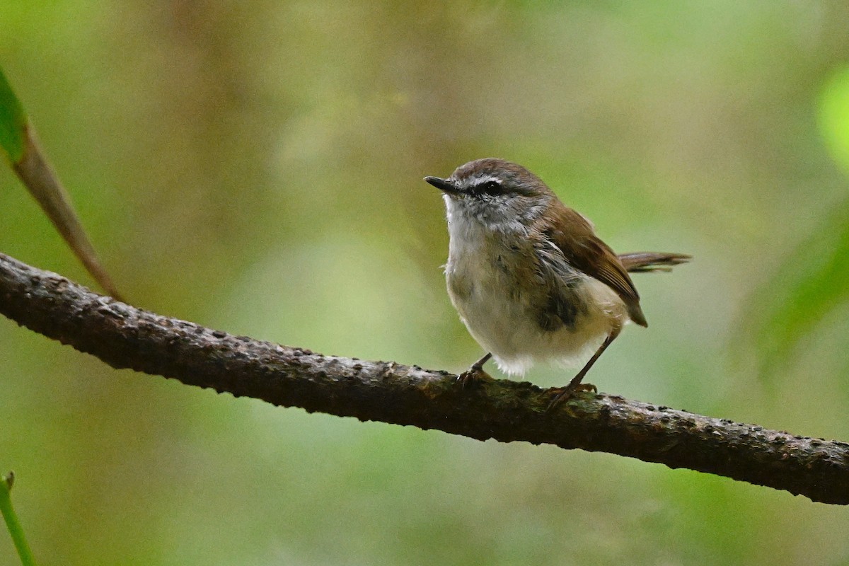 Brown Gerygone - ML631297065