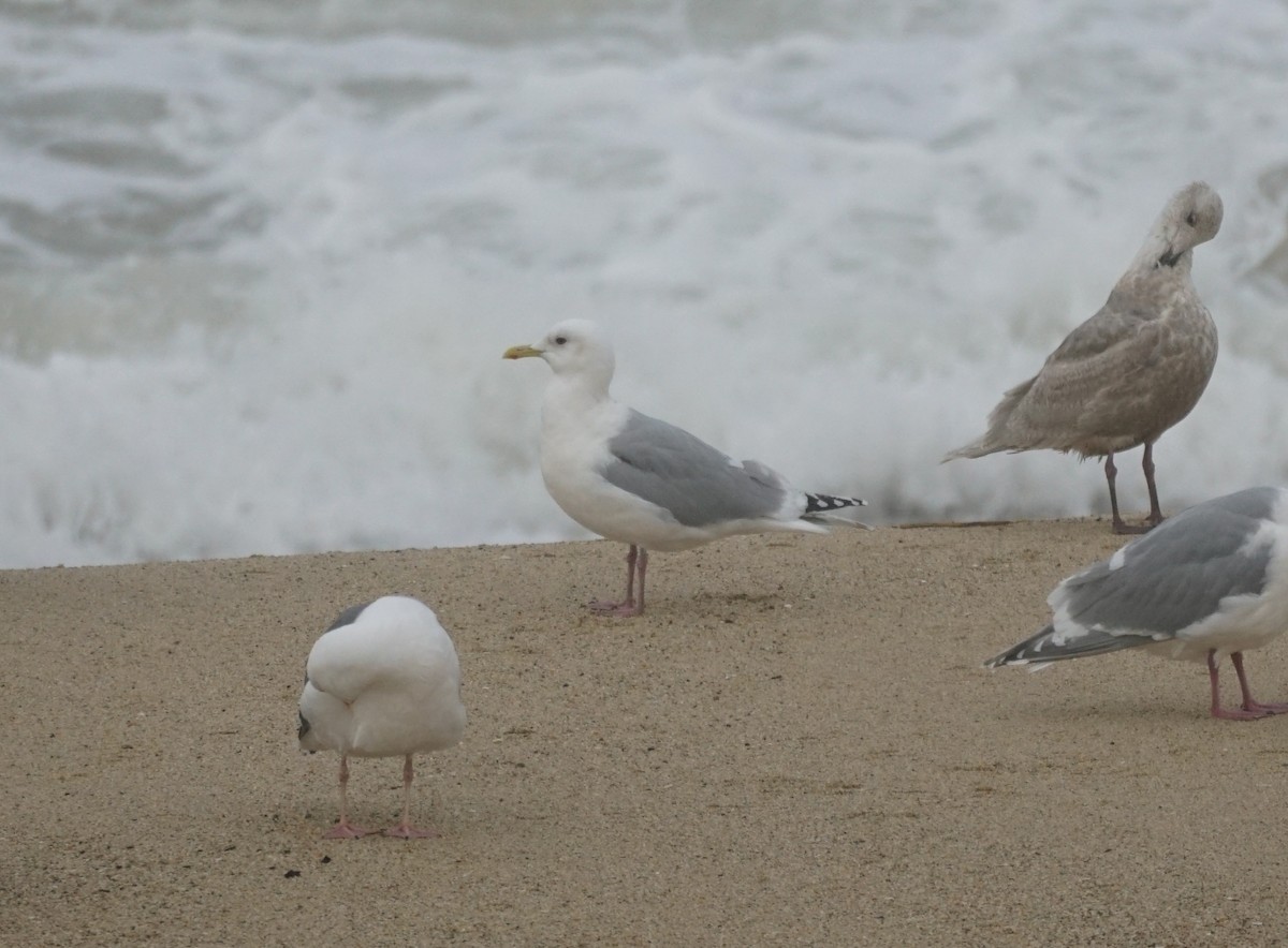 Iceland Gull (Thayer's) - ML631297264