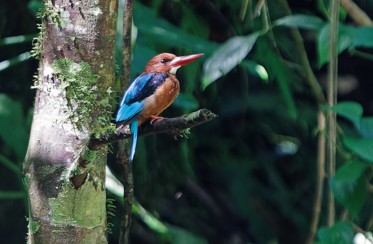 Brown-breasted Kingfisher - ML631297321
