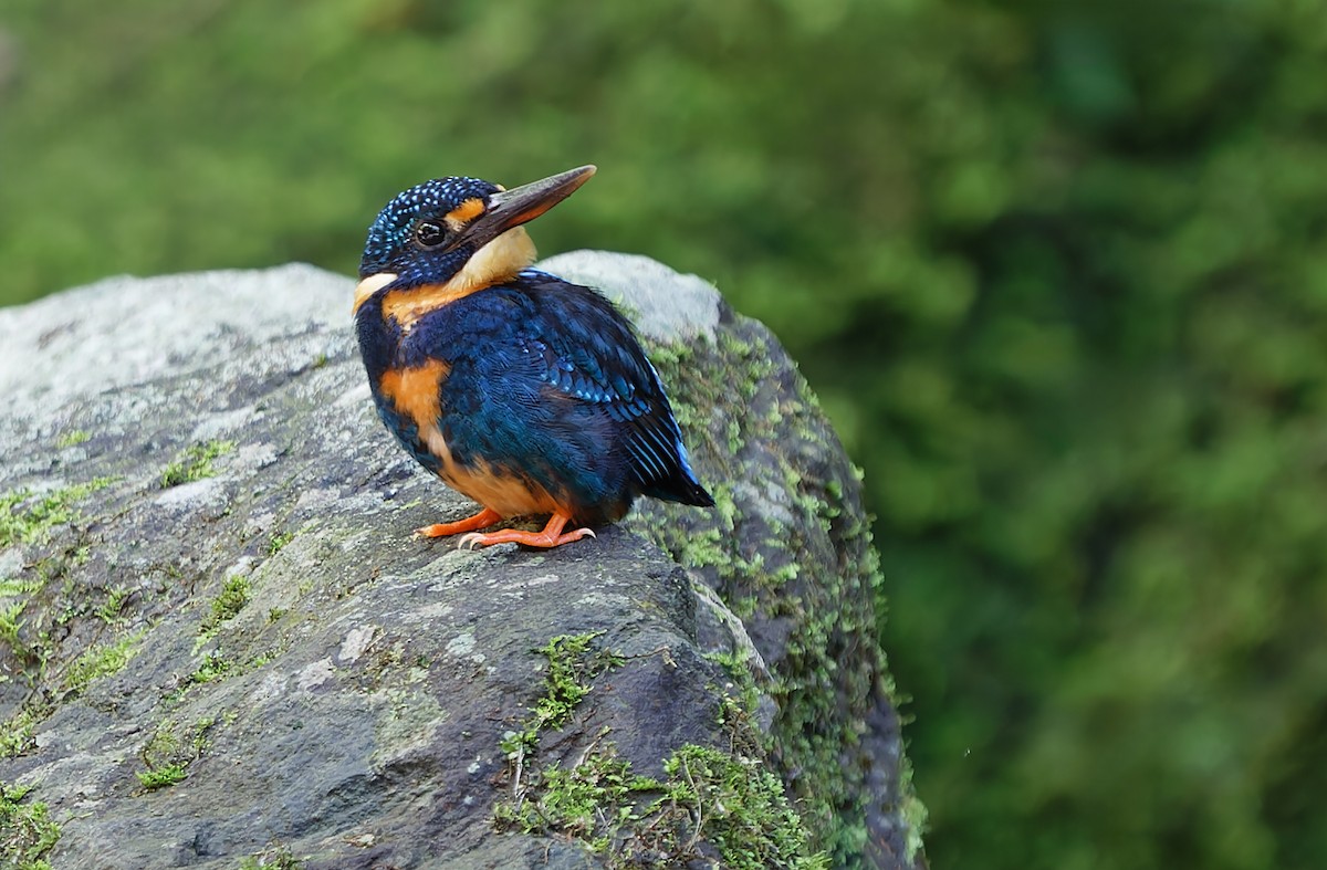 Indigo-banded Kingfisher (Northern) - ML631297322