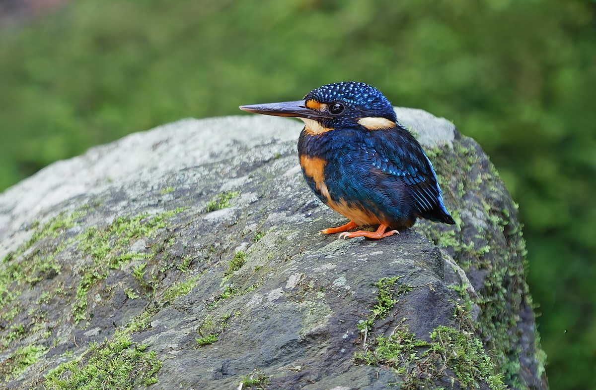 Indigo-banded Kingfisher (Northern) - ML631297323