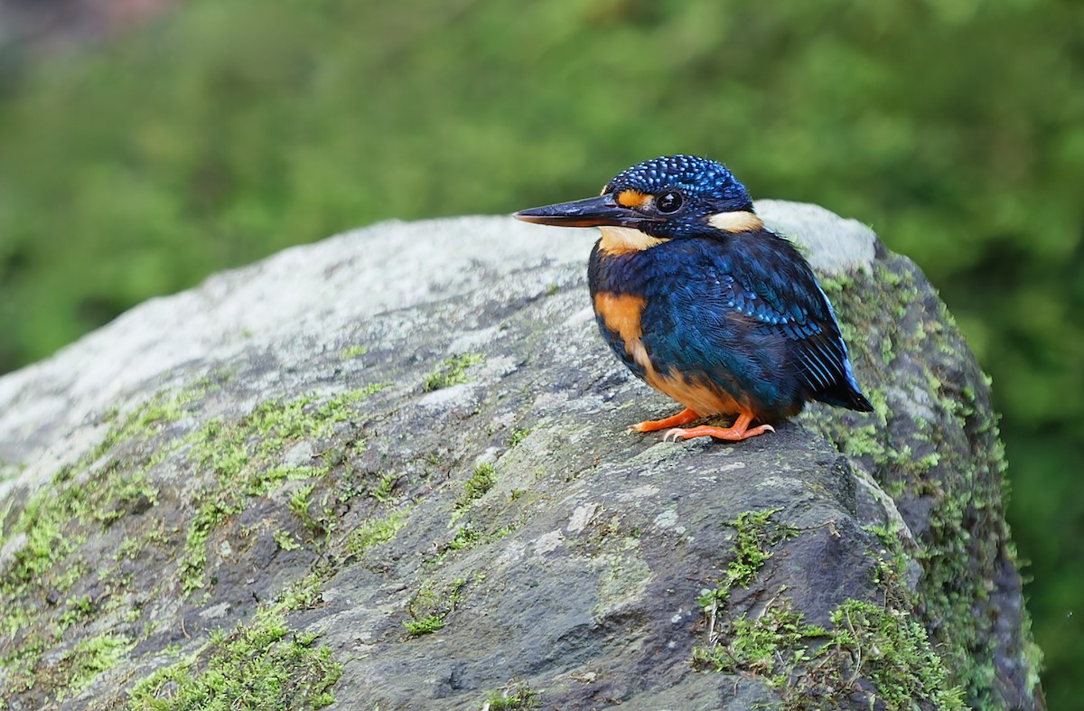 Indigo-banded Kingfisher (Northern) - ML631297325