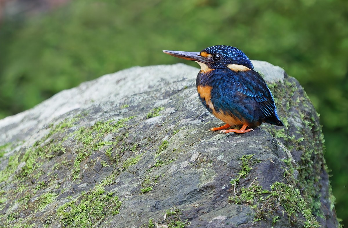 Indigo-banded Kingfisher (Northern) - ML631297327