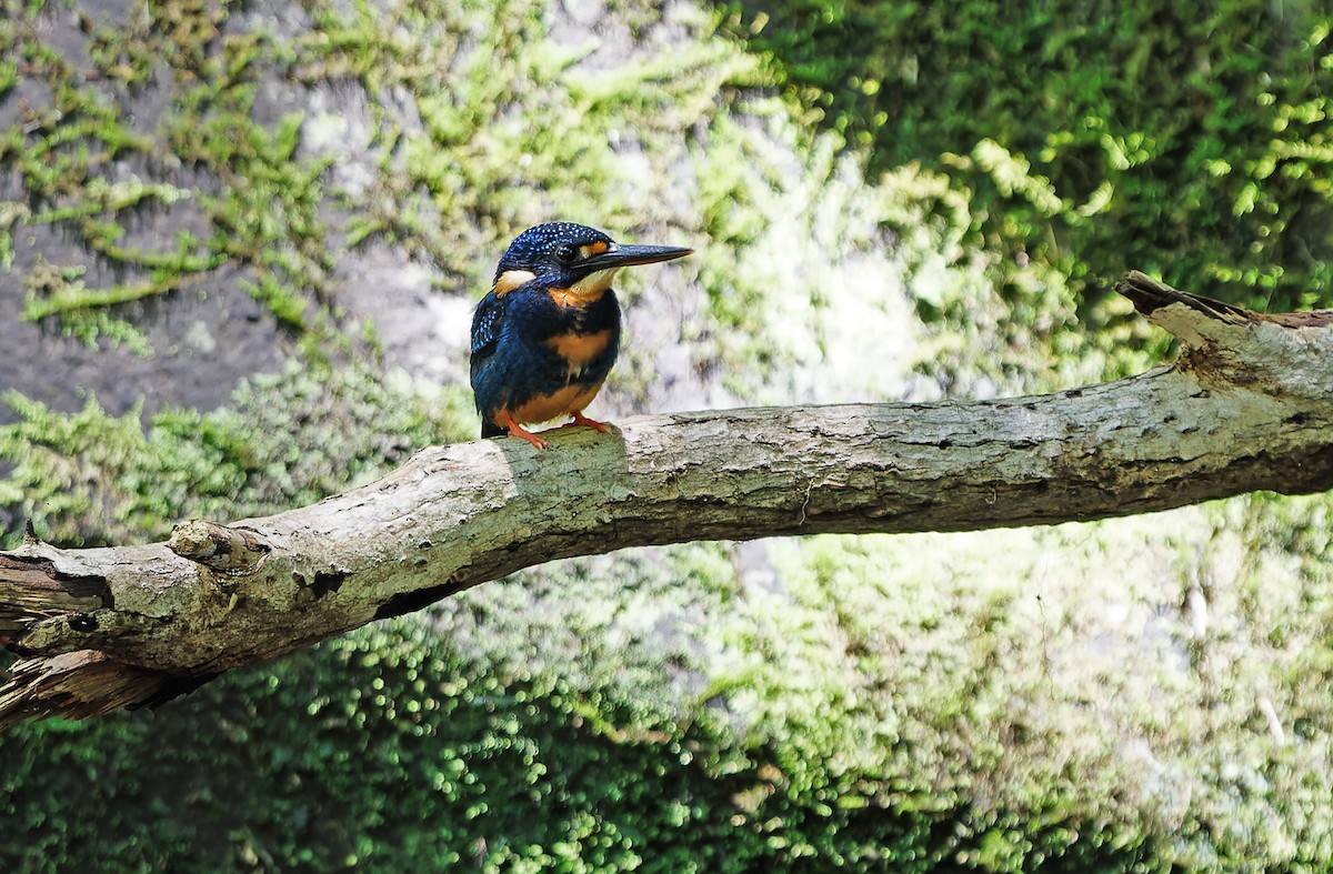Indigo-banded Kingfisher (Northern) - ML631297328