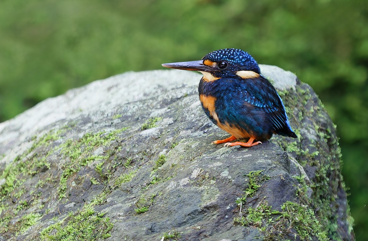 Indigo-banded Kingfisher (Northern) - ML631297329