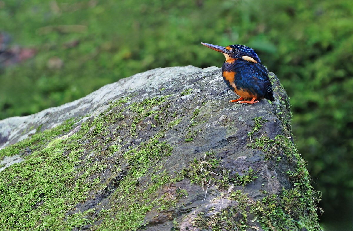 Indigo-banded Kingfisher (Northern) - ML631297330