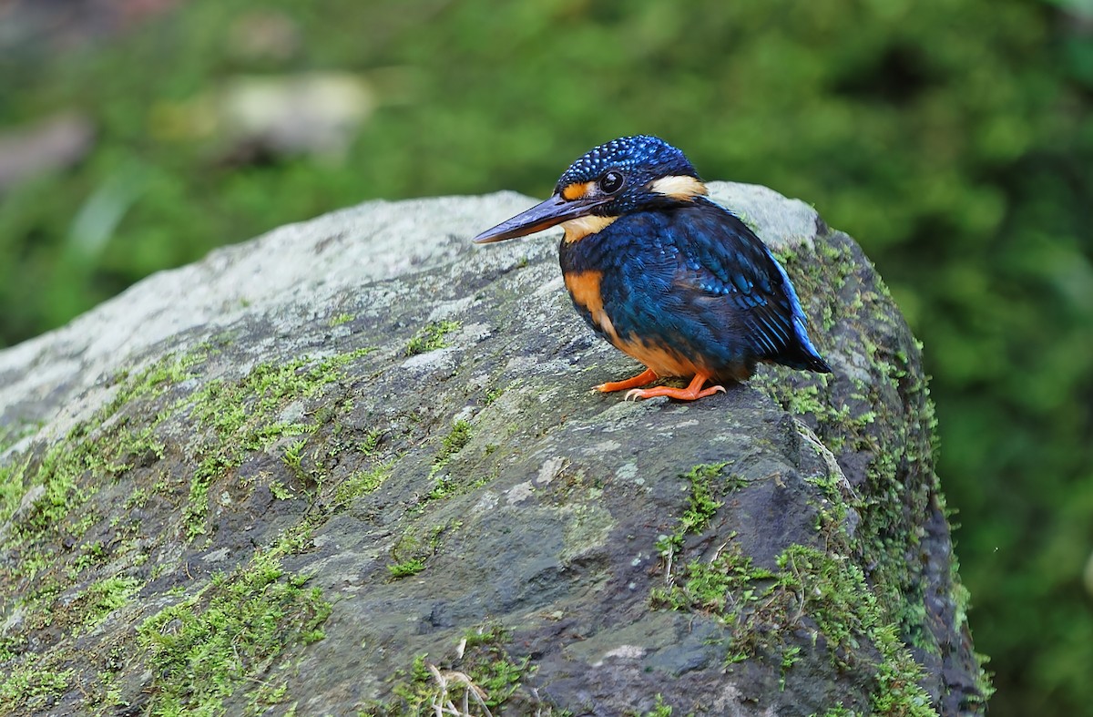 Indigo-banded Kingfisher (Northern) - ML631297331