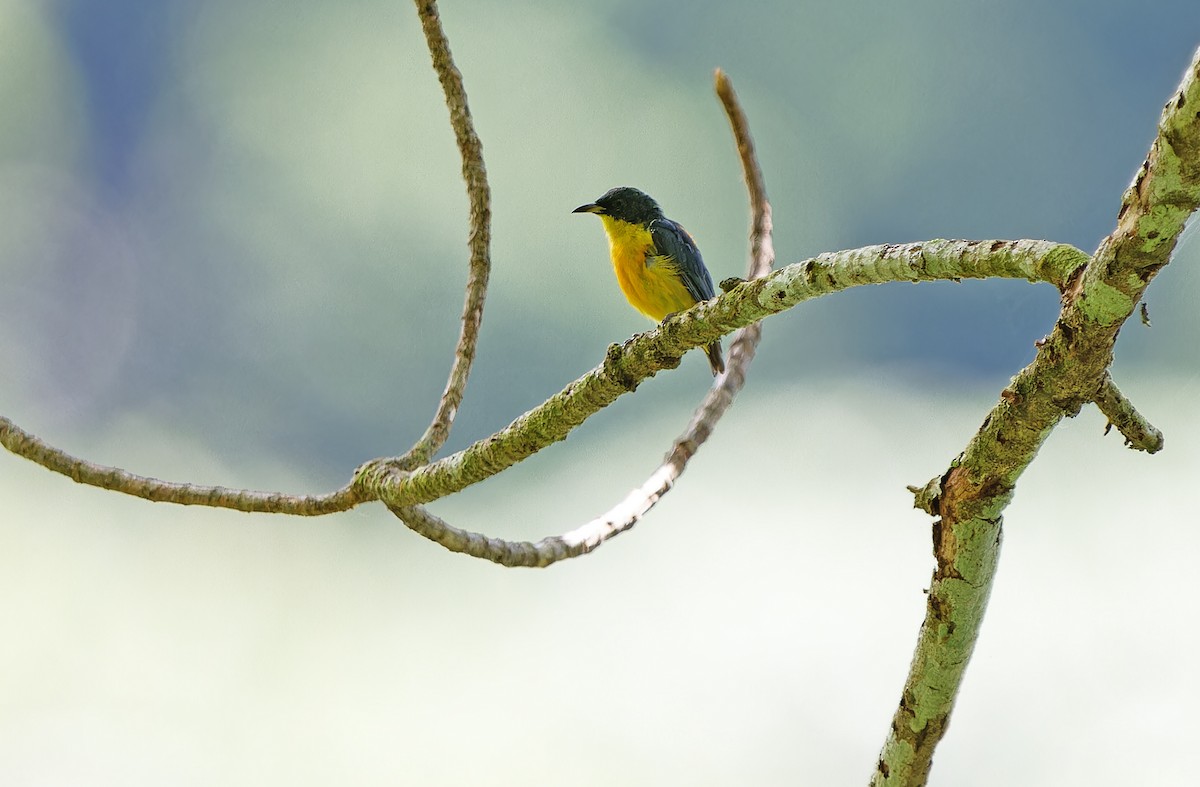 Orange-bellied Flowerpecker - ML631297334