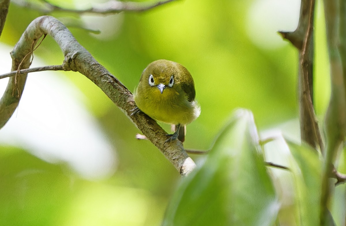 Yellowish White-eye - ML631297338