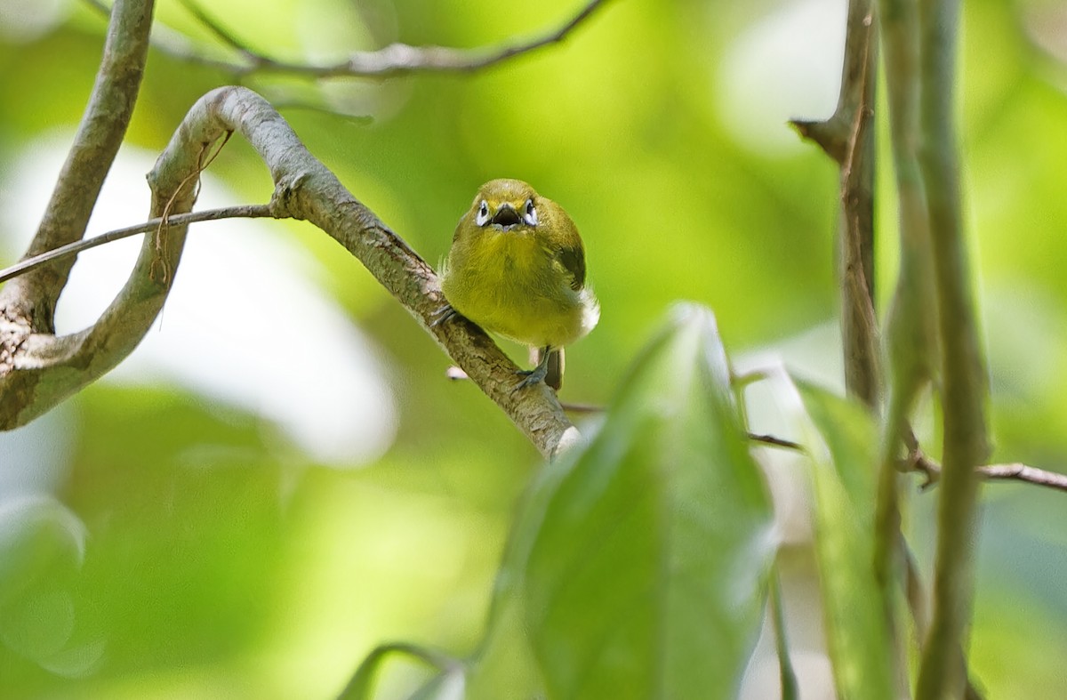 Yellowish White-eye - ML631297339