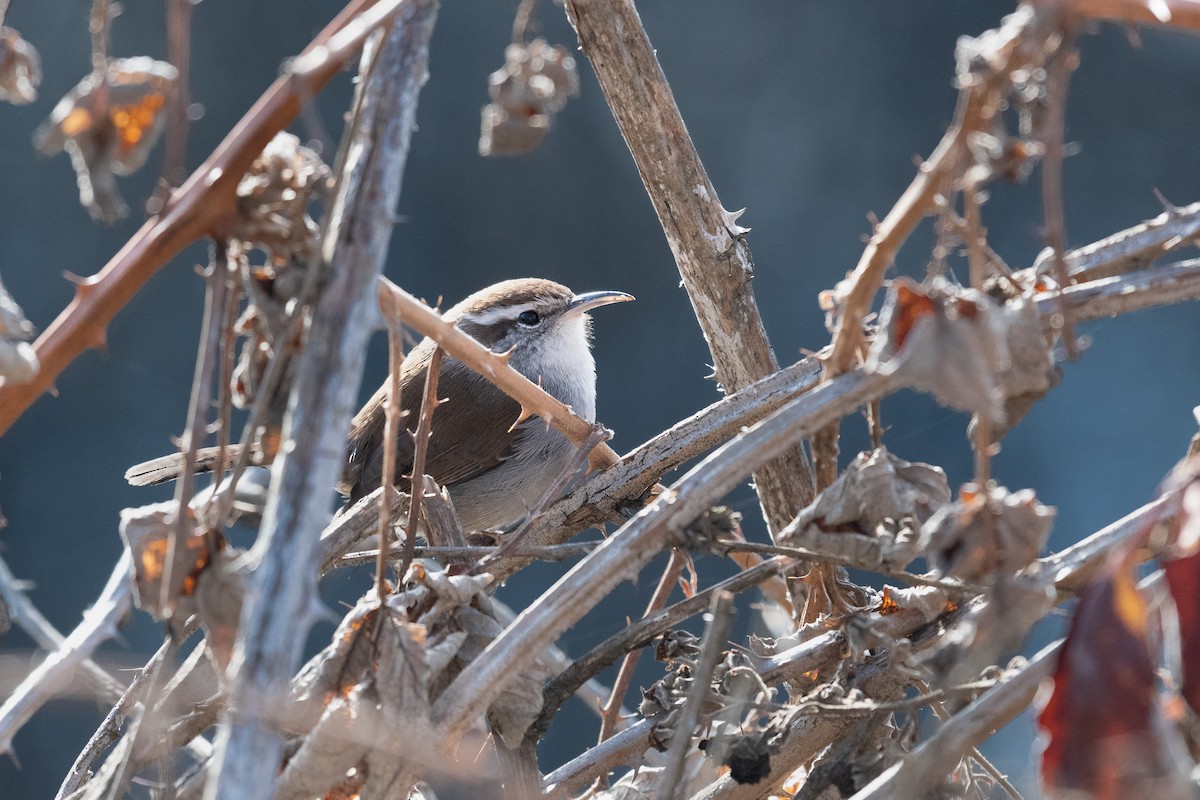 Bewick's Wren - ML631297375