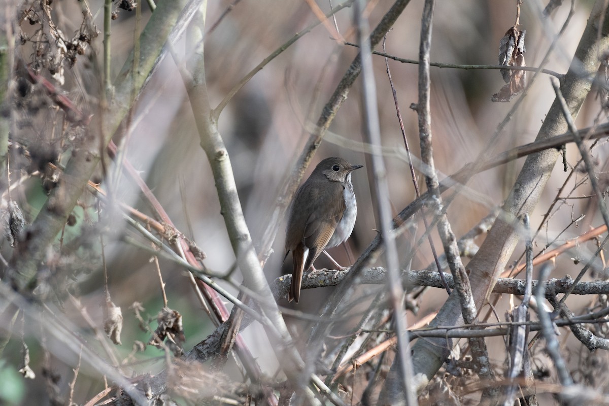 Hermit Thrush - ML631297376
