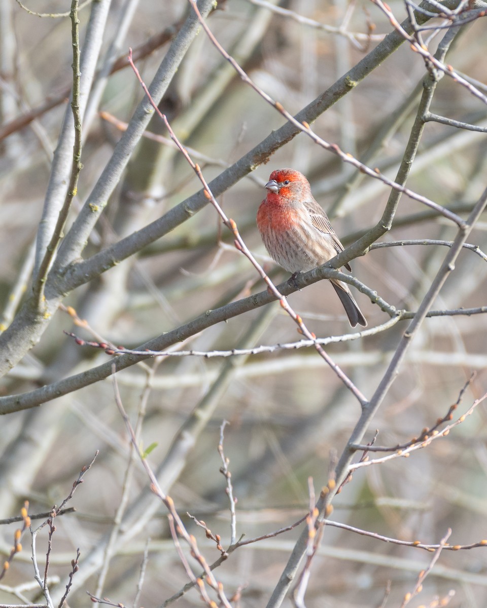 House Finch - ML631297379