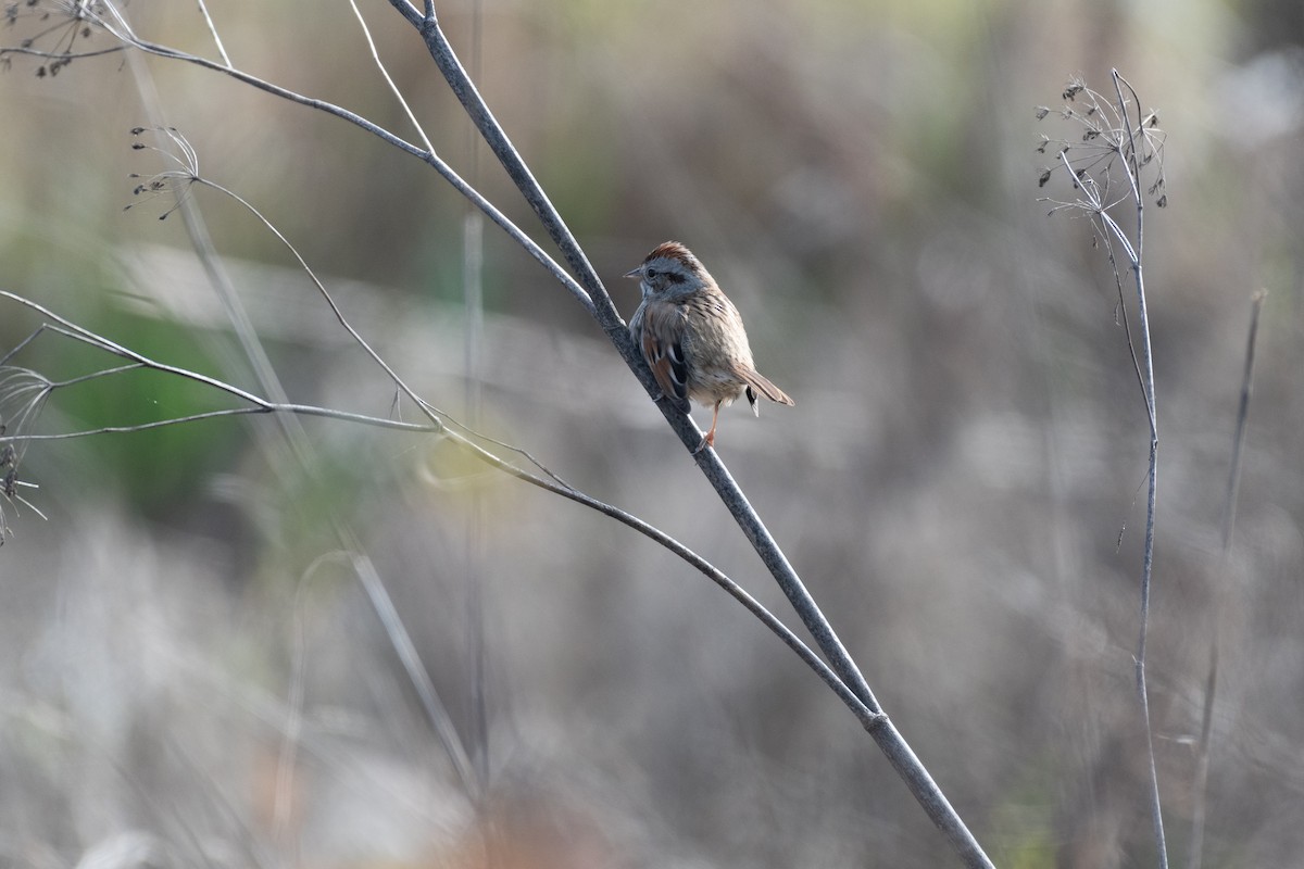 Swamp Sparrow - ML631297383